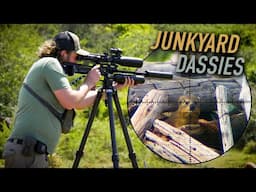 Zapping Dassies in a Junkyard with the Impact M4