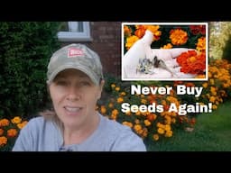 How to Save Marigold Seeds!