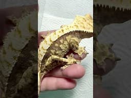 Extreme Harlequin Crested gecko