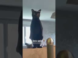 funny cat 😹 Black cats! Part 28 #cats #shorts #funnypets