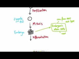 GCSE Biology - B2 Cell division OVERVIEW