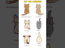 Cat Tail Language - Cat Tail Meaning Body Language