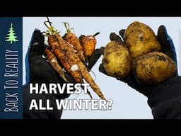 Winter Harvesting Potatoes and Carrots... IN CANADA  (-15C / 5F)