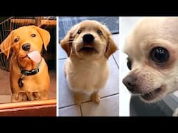 The Best Dog Videos! 🐶 Funniest & Cutest PUPPY Videos 2022 😂