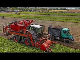 Youngtimer Field day | Maize & beet harvest, tillage | 60s/70s/80s/90s/00s classics!