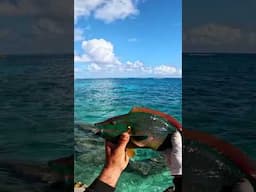 Tropical Clearwater Fishing with Micro Rod!