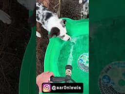 AUSTRALIAN SHEPHERD LOVES WATER TIME (SHORTS)