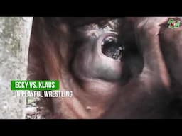 ORANGUTANS ECKY VS. KLAUS IN PLAYFUL WRESTLING