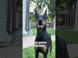 Its All About Me #dog #funny #puppy #doberman #dobermanpinschers #dobermanpuppy #dogsfunny