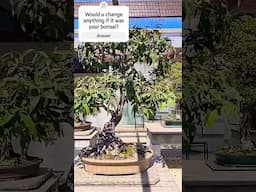 Bonsai displayed in National Bonsai Collection, Australia #bonsai #garden #tree