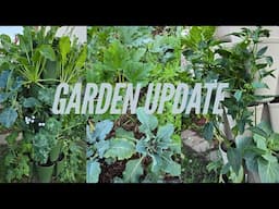 BACKYARD GARDEN UPDATE + PROJECTS