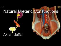 Ureter Anatomy: Key Sites of Narrowing and Potential Stone Impactions