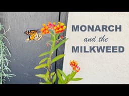 Save the Monarch Butterflies by planting Milkweed Plants and Raising Caterpillars