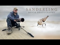 New Bird *** Sanderling - Irish Wildlife Photography (Sigma 150-600mm C)( Nikon Z6ii)