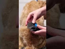 Trying out 4 Wahl snap-on attachment combs #doggroominglife