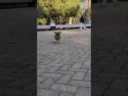 Y cada vez que escuchan este sonido salen disparados.... ve el final  #dog #pug #pets #perrihijos