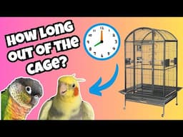 How Long Should Your Bird Be Out Of The Cage For? | Parrot Out Of Cage Time | BirdNerdSophie