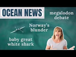 Newborn great white shark | megalodon debate | coral controversy | Norway's deep sea mining