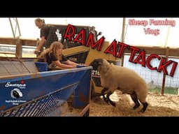 Unprovoked Ram Attack On Sheep Farmer!