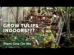 Growing GEOPHYTIC TULIPS Indoors — Ep. 400