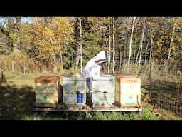 Getting My Bees Ready for Winter 🐝