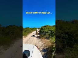 Rush hour in Baja California … #shorts #bajacaliforniasur #cows