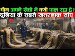 चीन क्यों पाल रहा है इतने बड़े साँप || Exploring the Mysterious Snakes Farming Village in China