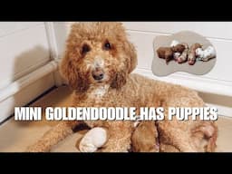 MINI GOLDENDOODLE GIVES BIRTH | HENLEY'S RETIREMENT LITTER