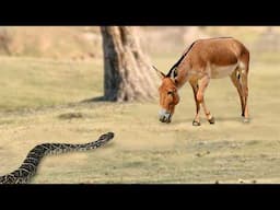 ¡Esta Serpiente Se Metió Con El Oponente Equivocado!