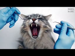 Cat Goes to the Dentist: What You Need to Know!