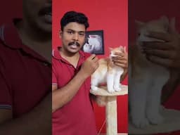 Cat Boarding - പൂച്ചകൾക്ക് അസുഖങ്ങൾ വന്നാലും ഇവിടെ താമസിപ്പിക്കാം.