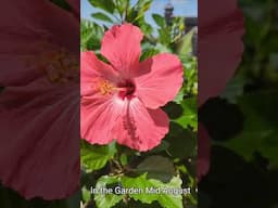 Flowers in Bloom Mid August #shorts #gardening