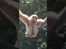 Wow the Amazing Gibbon with Sounds #short