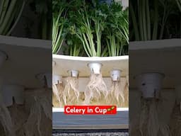 Celery Garden Box! #gardening #hydroponics #containergardening #gardeninspiration #celery #garden