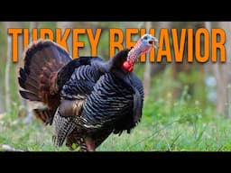 More Turkey Hunters Should Know This