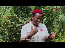 Essential Must-Know Calculations Before You Invest in Wambugu Apples!