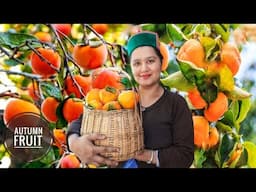 || Persimmon Season In Kinnaur HP|| How To Make Dried Persimmons ||