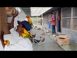 Parrots Released Into Our New Aviary / Naya Firm Pe Bird Chor Diya.