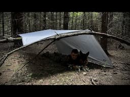 Solo Bushcraft Overnight Camping in Bear Country - Tarp Minimalistic Camping and Injured Dog