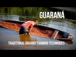 Traditional farmers of Guaraná. Maués, Amazonas.