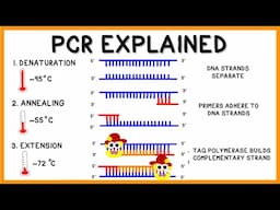 PCR (Polymerase Chain Reaction) Explained