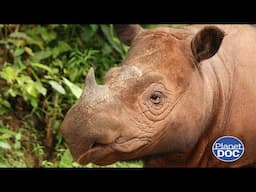 One of the most unique species in the world: this is, in detail, the Sumatran rhinoceros