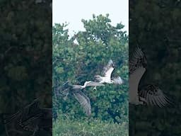 Crazy pelican steals fish from Osprey in mid air.