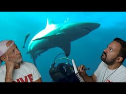 Divers React to Rules you MUST follow when diving with Sharks