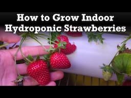 How to Grow Hydroponic Strawberries in Your Home