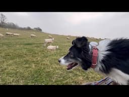 A day on the farm with collie sheepdog Kate