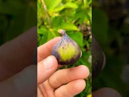 Colonel Littman's Black Cross - Incredible #fig #figtree #figboss #gardeningtips #fruittrees