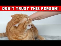 SCIENCE SENSATION: How Your Cat Can Recognize and Warn You About Bad People in Your Life