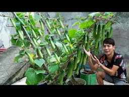 Method of growing cucumbers in plastic containers, Growing cucumbers easily at home