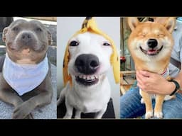 FUNNY DOGS That'll Make You Laugh😂